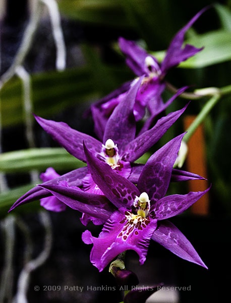 orchid_star_of_unicorn_7952