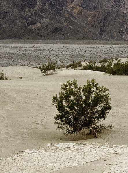 sanddunes_shrub_5461