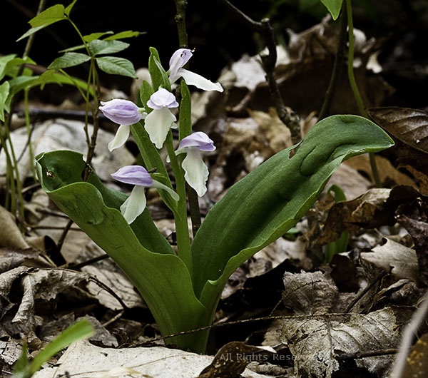 showy_orchid_ogle_trail_7270