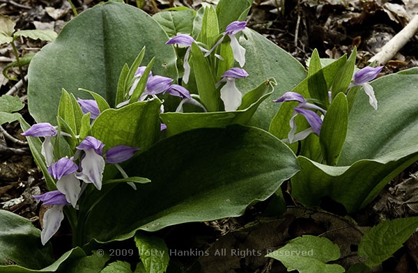 showy_orchid_porters_creek_trail_gsmp_7854