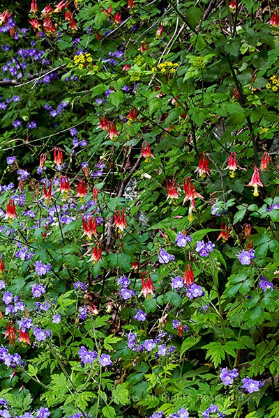 wildflowers_columbine_phacelia_6824