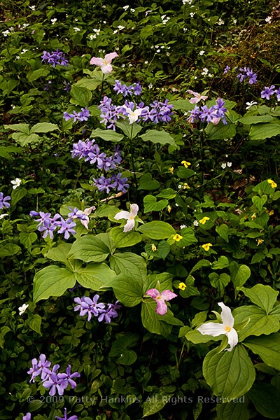 wildflowers_trillium_phlox_6246