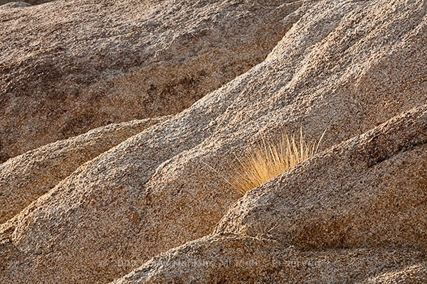 alabama_hills_plant_5932