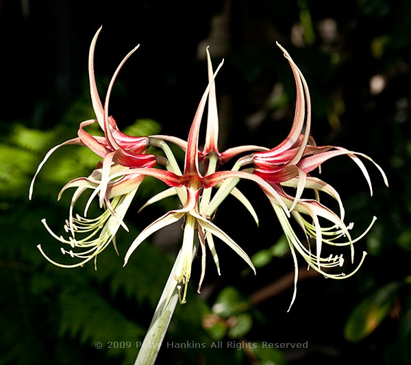 amaryllis_hippeastrum_chico_0094