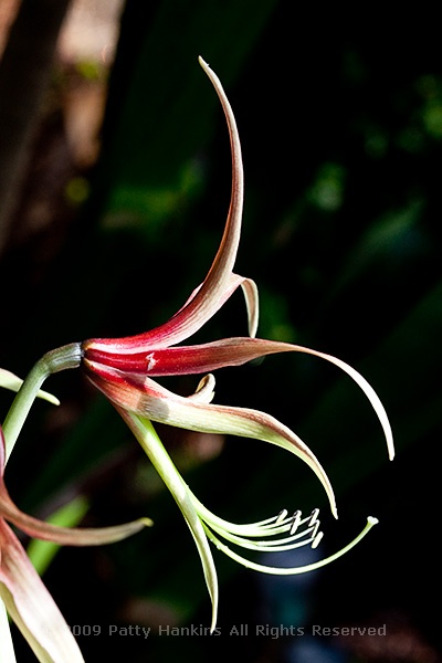 amaryllis_hippeastrum_chico_0110