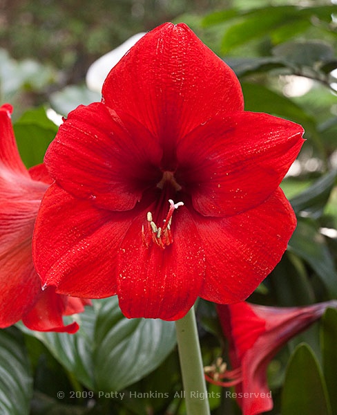 amaryllis_hippeastrum_red_lion_0128