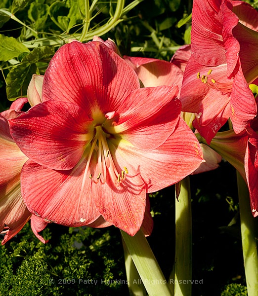 amaryllis_hippeastrum_vera