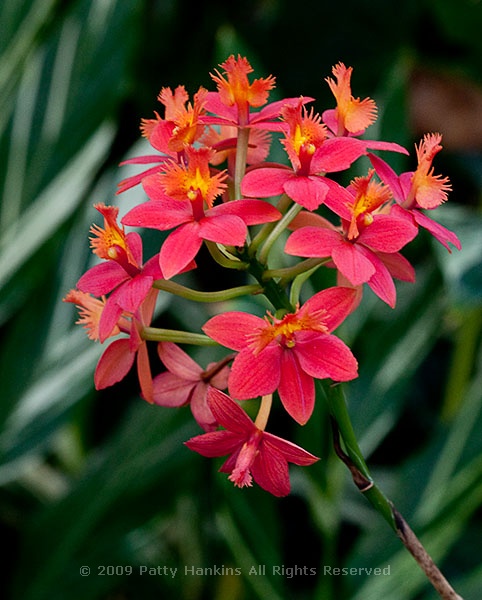 Epidendrum orchid deals