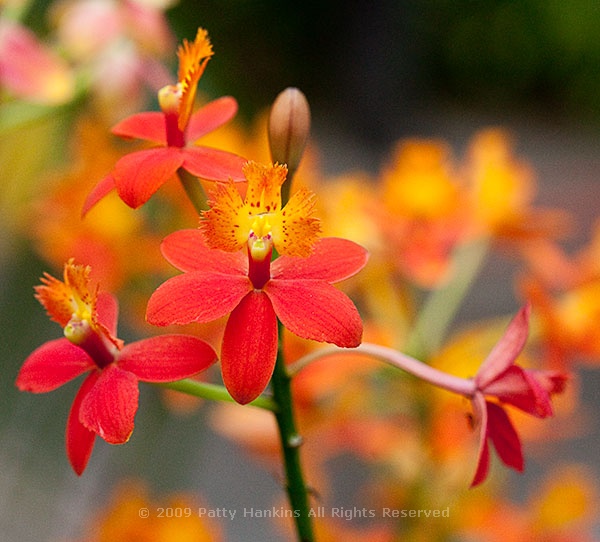 epidendrum_orchid_0501