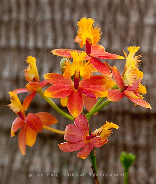 epidendrum_orchid_0520