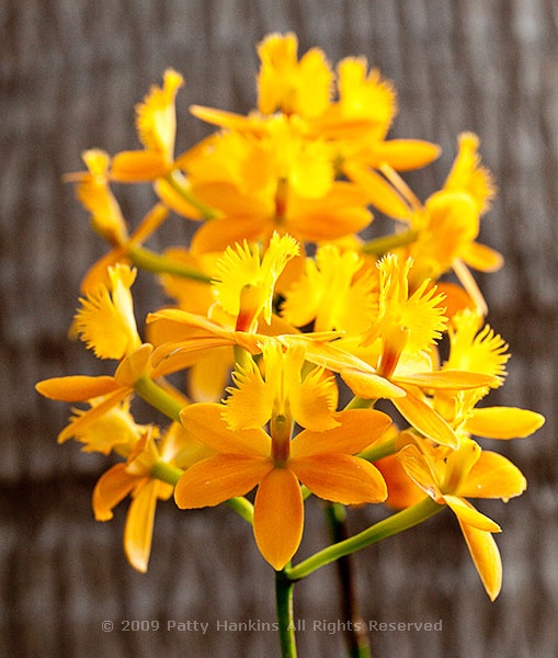 epidendrum_orchid_0534