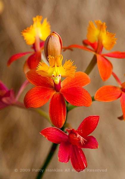 epidendrum_orchid_0540