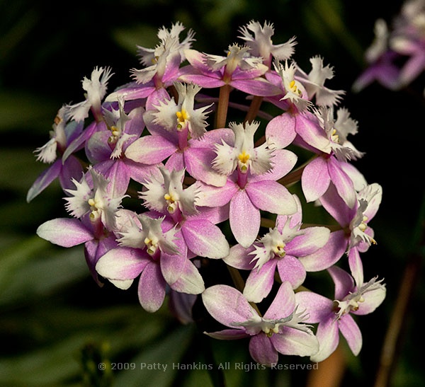 epidendrum_orchid_0720