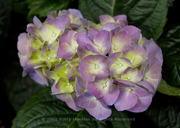 hydrangea_bigleaf_1049