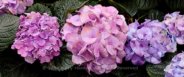 hydrangea_bigleaf_1052