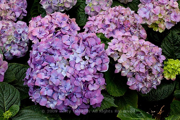 hydrangea_bigleaf_1074