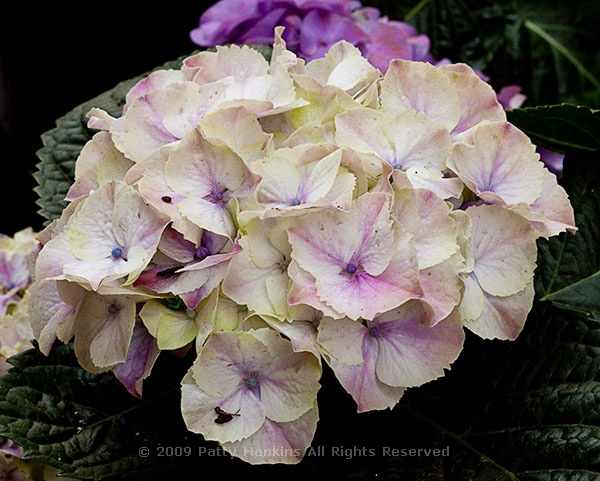 hydrangea_bigleaf_1088