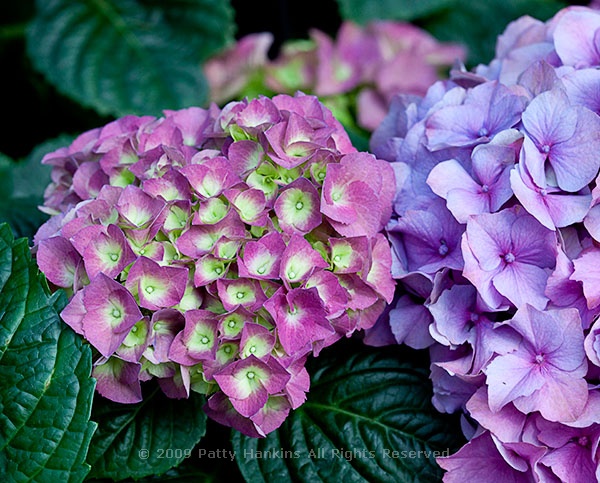 hydrangea_bigleaf_411