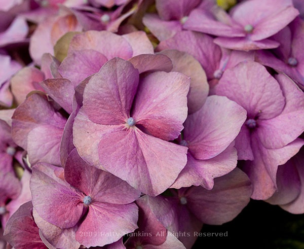 hydrangea_bigleaf_429