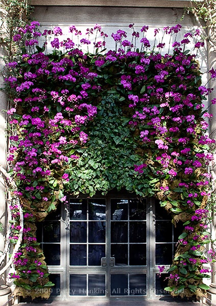 longwood_orchid_curtain-1116