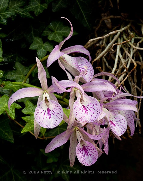 orchid_brassocattelya_maikai_mayumi_9401