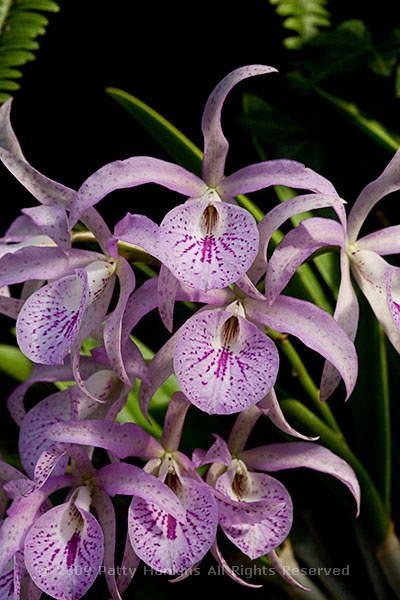 orchid_brassocattelya_maikai_mayumi_9411