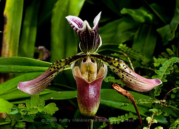 orchid_paphiopedilium_emperor_of_india_8773