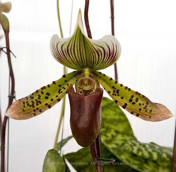 slipper_orchid_paphiopedilium_hybrid_0572