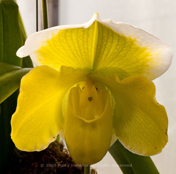 slipper_orchid_paphiopedilium_hybrid_0579