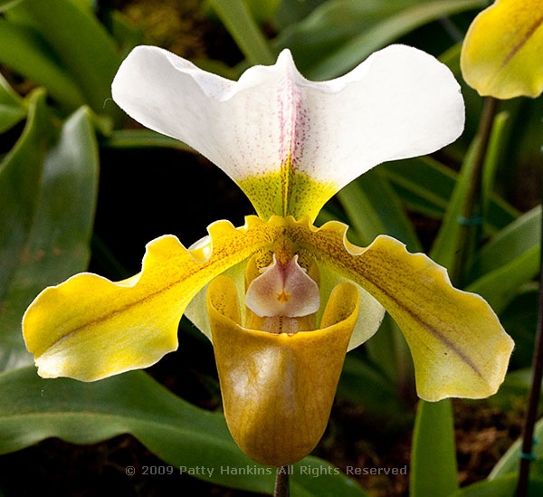 slipper_orchid_paphiopedilium_hybrid_0588