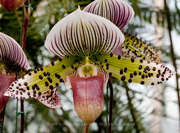 slipper_orchid_paphiopedilium_hybrid_0600