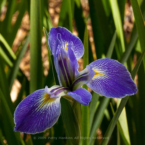 Iris Lily Flower