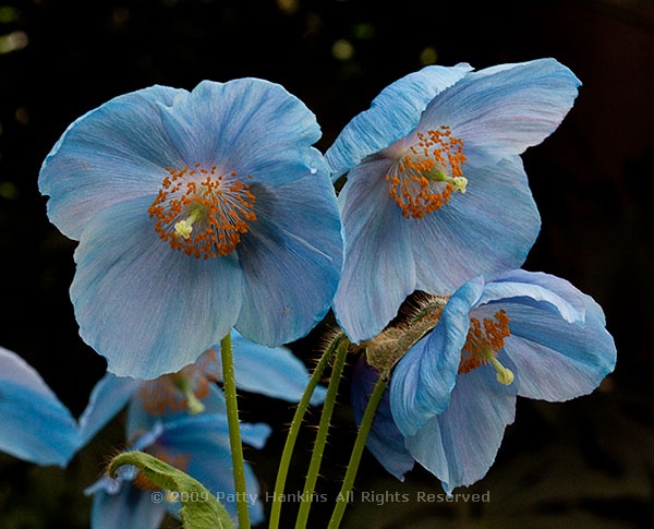 blue_poppies_6335