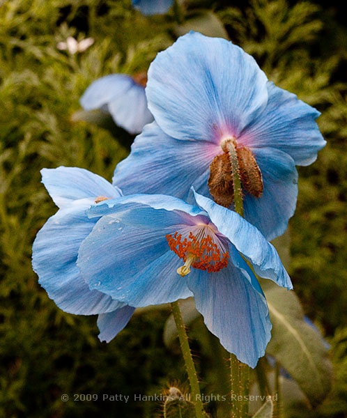 blue_poppies_6788