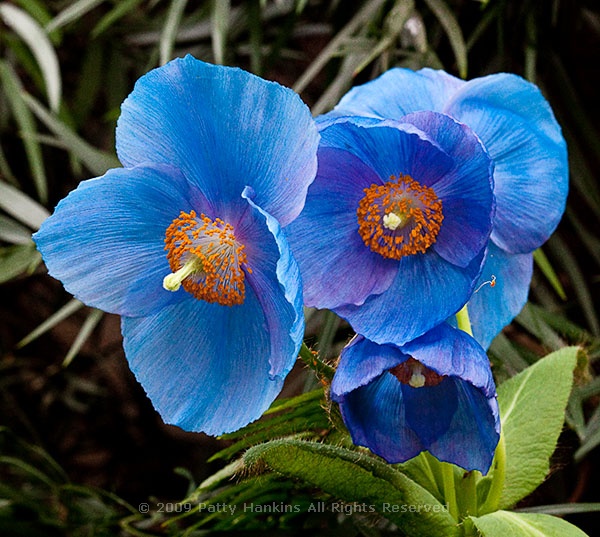 blue_poppies_7555