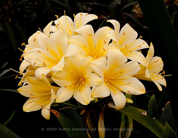 clivia_miniata_citrina_flame_lily_5492