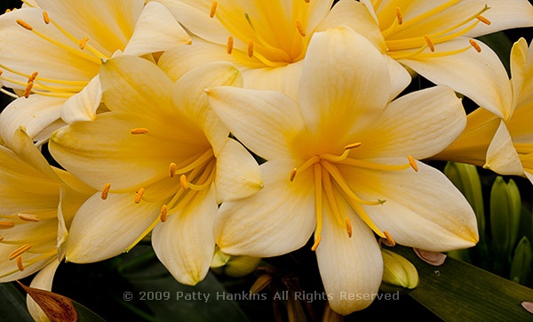 clivia_miniata_citrina_flame_lily_55361