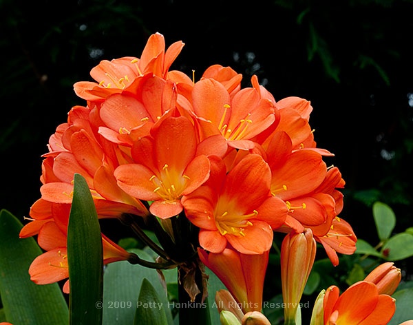 clivia_miniata_orange_flame_lily_5412