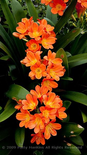 clivia_miniata_orange_flame_lily_5456