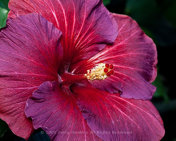 hibiscus_night_fire