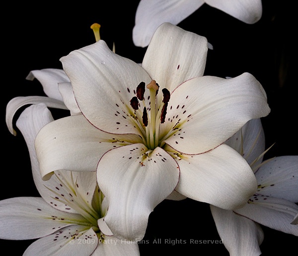 White Hybrid Lily