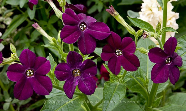 nicotianaixsanderae_flowering_tobacco_purfume_deep_purple_50261