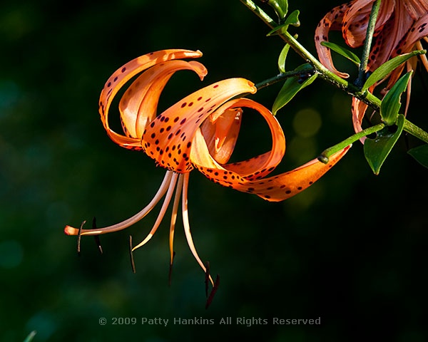 turks_cap_lily