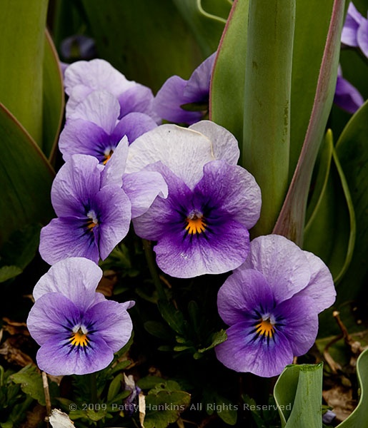 viola_purple_5336