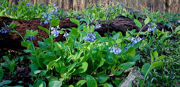 bull_run_bluebells_1290