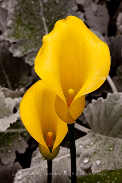 calla_lily_golden_chalice_zantedeschia_9918