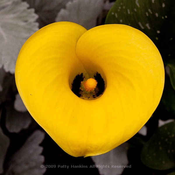 Golden Chalice Calla Lilies Beautiful Flower Pictures Blog