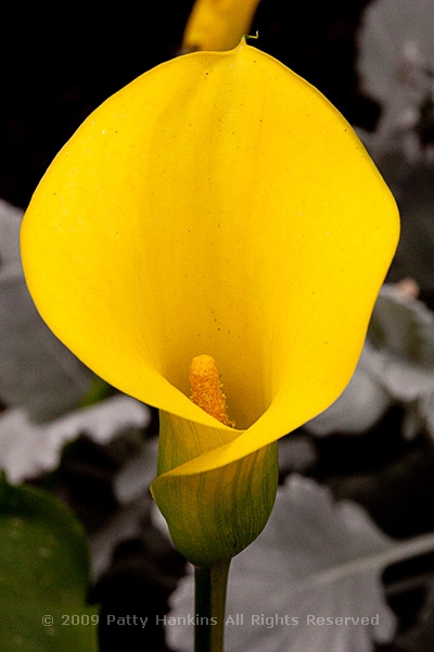 calla_lily_golden_chalice_zantedeschia_9973