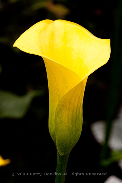 calla_lily_golden_chalice_zantedeschia_9982