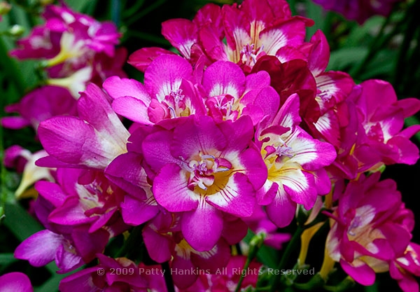 freesia_purple_star_6208